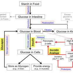 Diabetes mellitus dm2 dizziness impaired respiratory deficient urinary genitourinary weakness cardiovascular