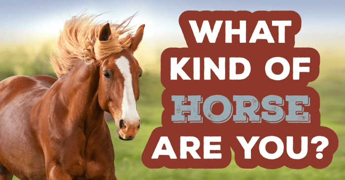 Horse quiz breed horses clydesdale quizzes breeds life cute choose board turns hahaha kind